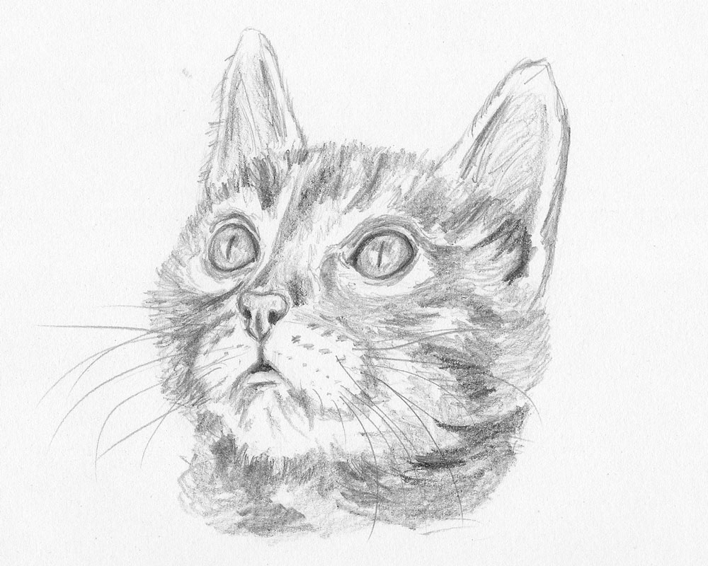 i wanna draw a cat