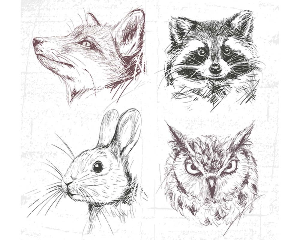 animal sketch drawing