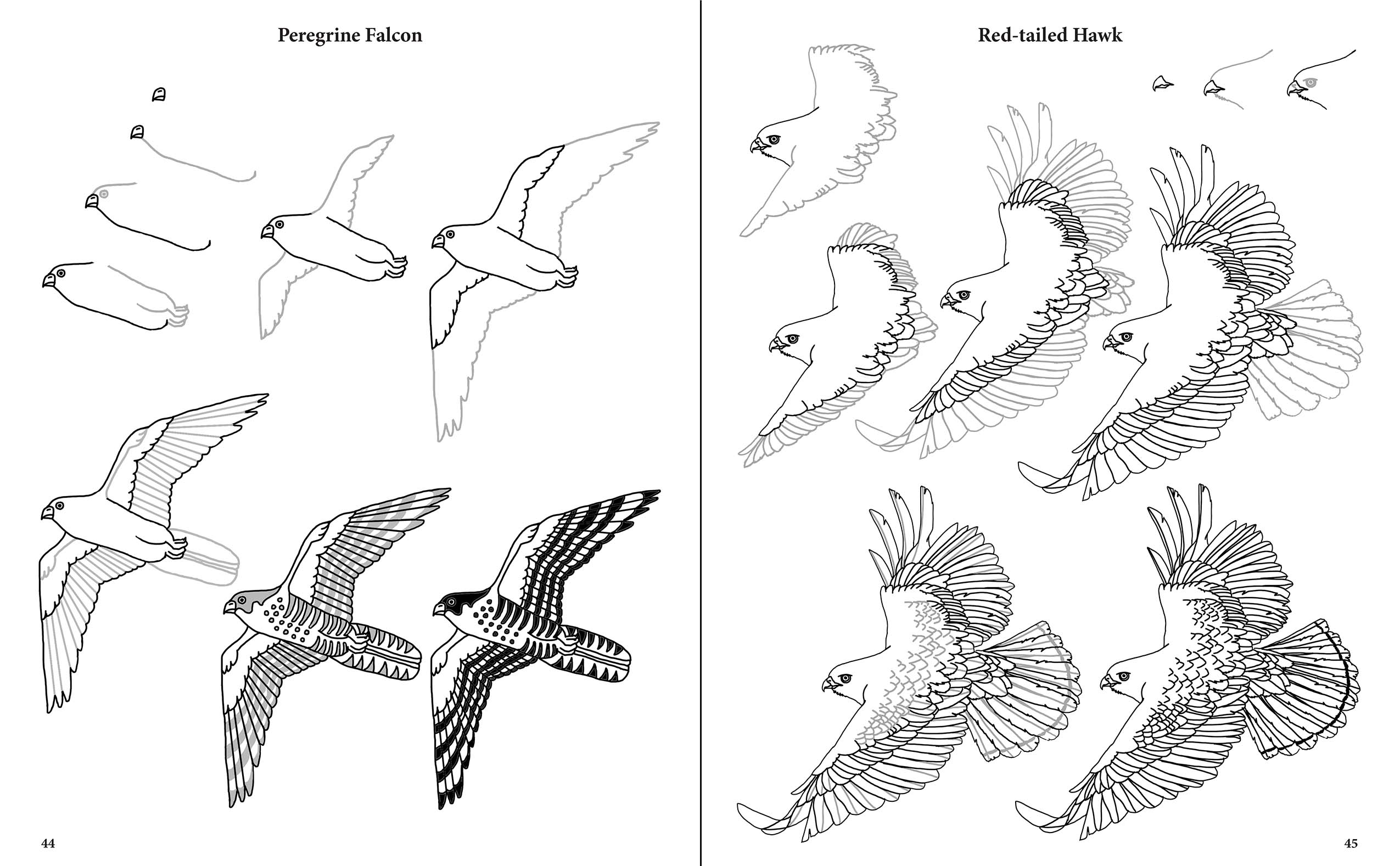drawing of a ground bird in savanna