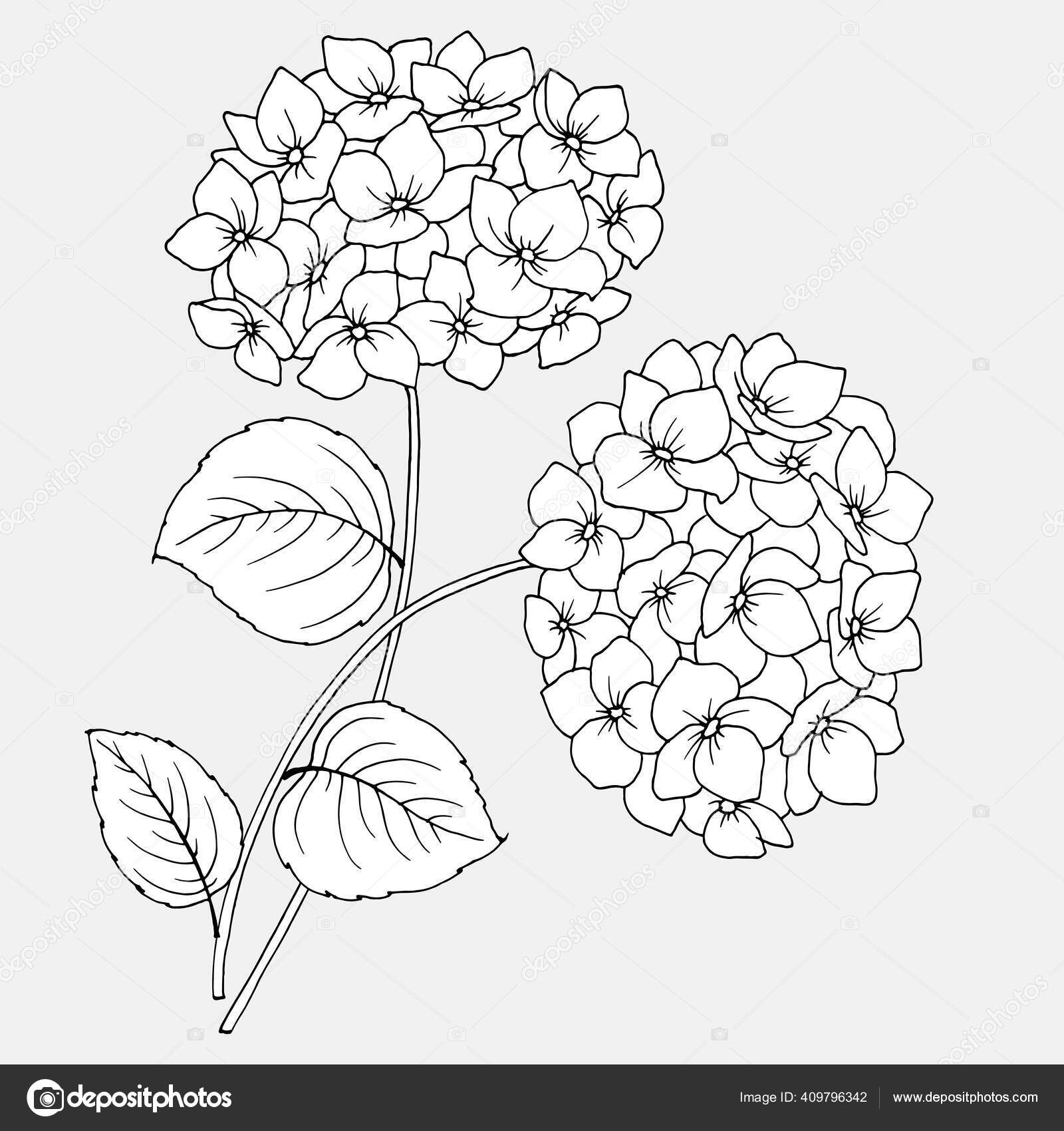 hydrangea drawing