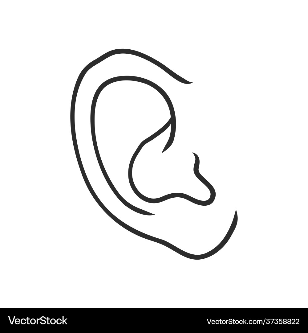 Drawing Human Ear Sketch On A White Background Vector Image