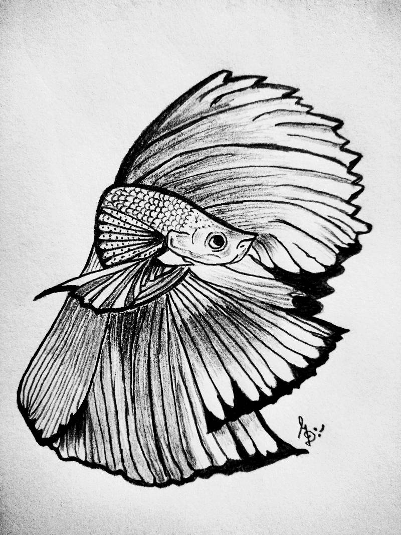 Drawing Inspiration Sketch A Day