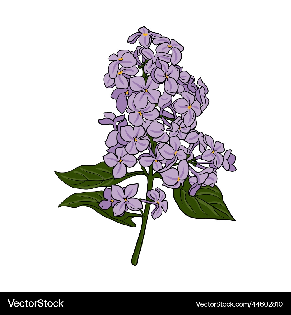 Drawing Lilac Branch Royalty Free Vector Image