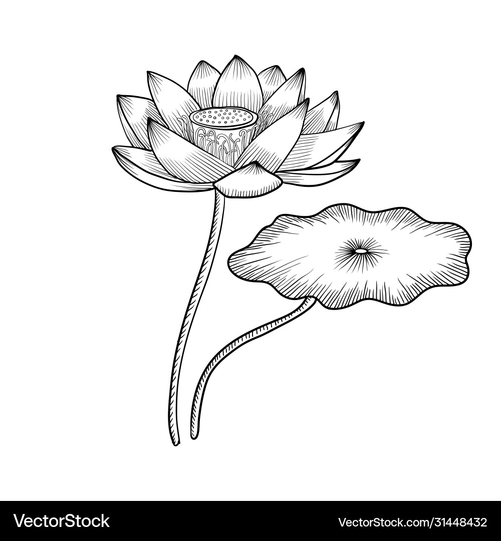 lotus flower for drawing