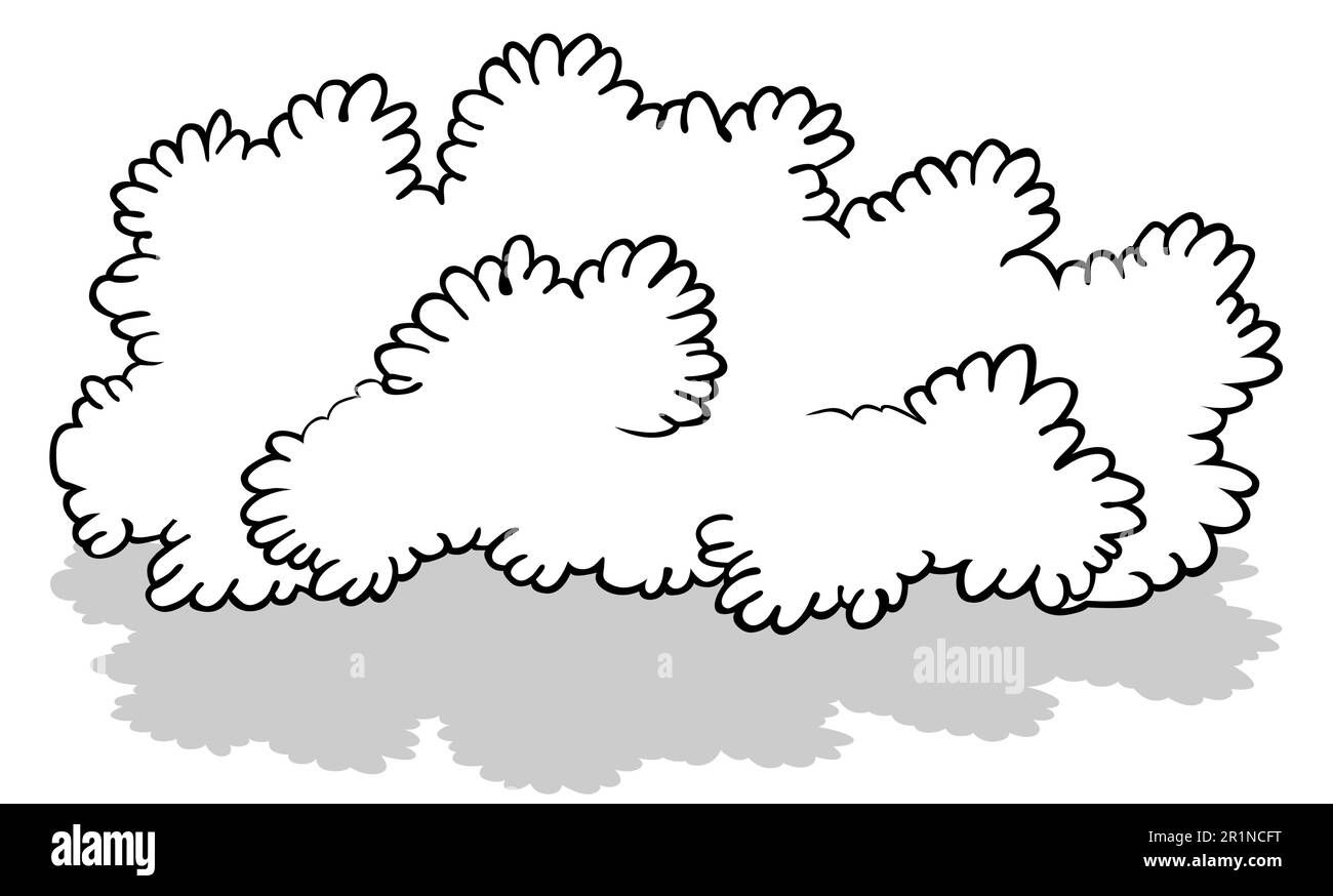Drawing Of A Broad Bush Stock Vector Image U0026 Art Alamy