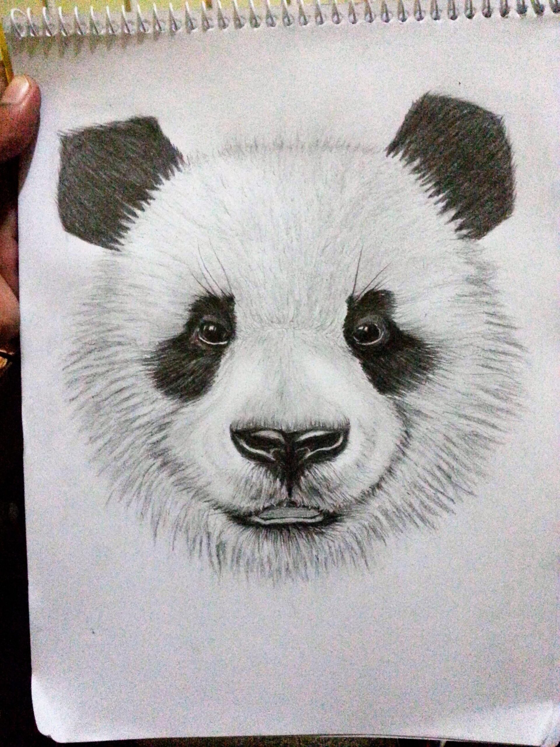 Drawing Of A Cute Panda With GIF Steemit