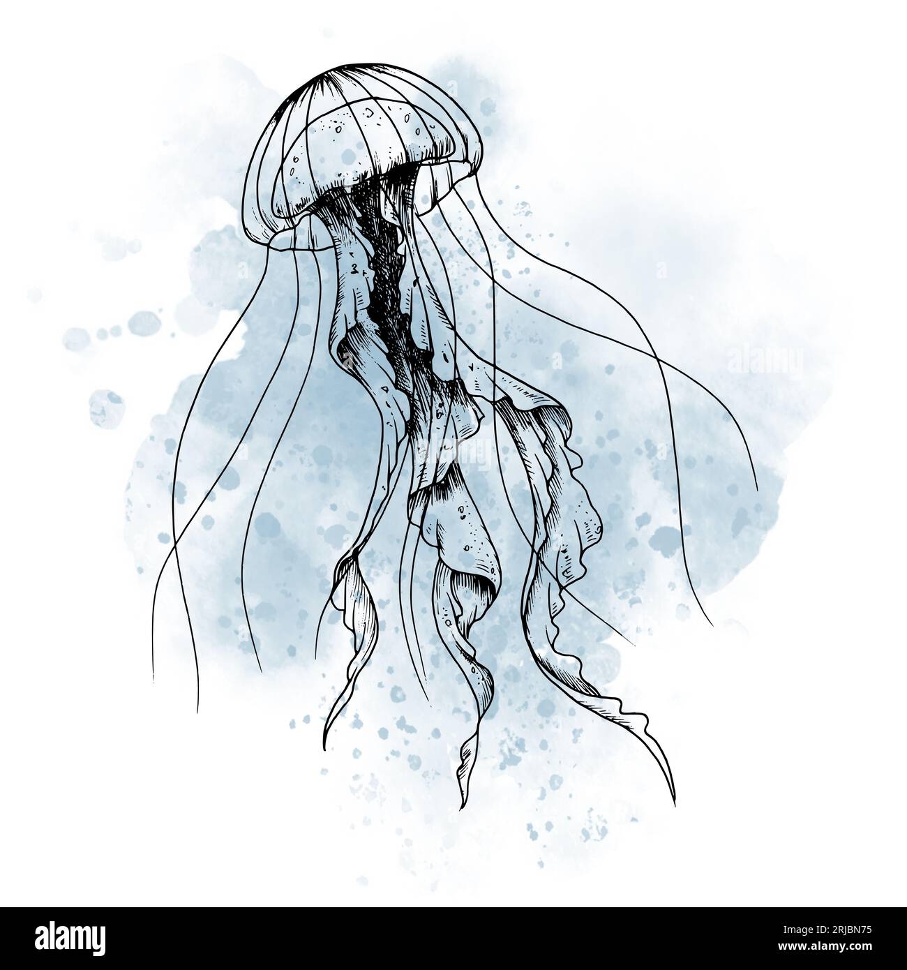 jelly fish drawing
