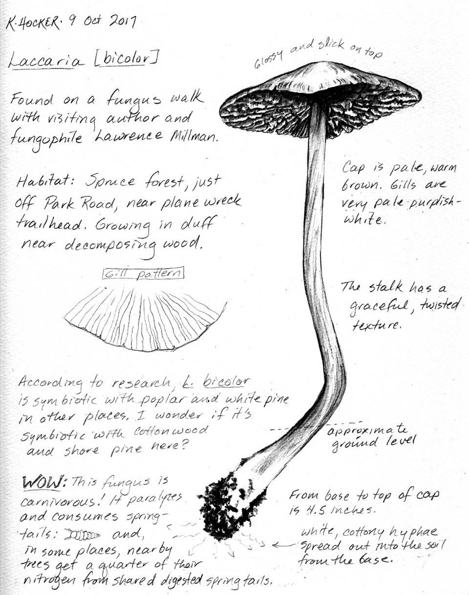 Drawing Science Field Sketching For Beginners Juneau Empire