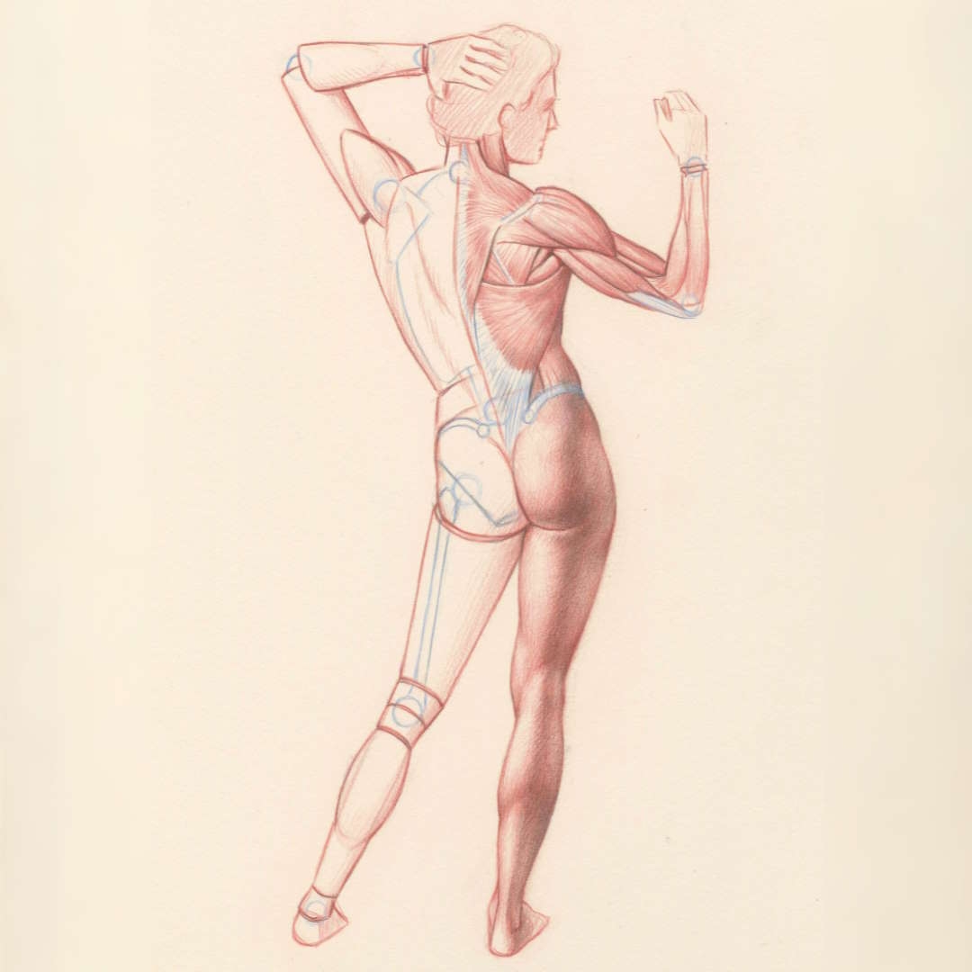 Drawing The Body By Roberto Osti Roberto Osti s Web Site
