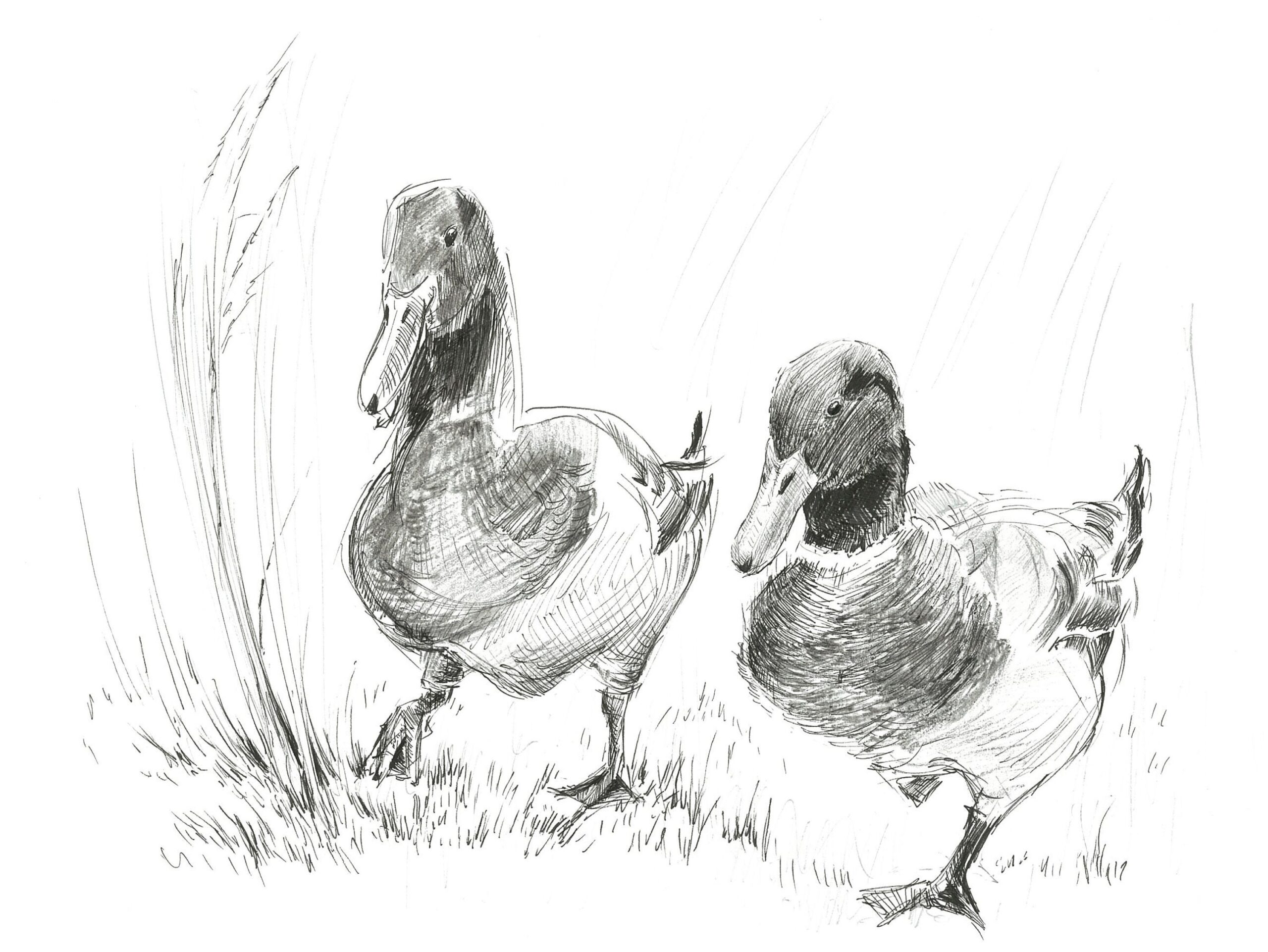 drawings of ducks