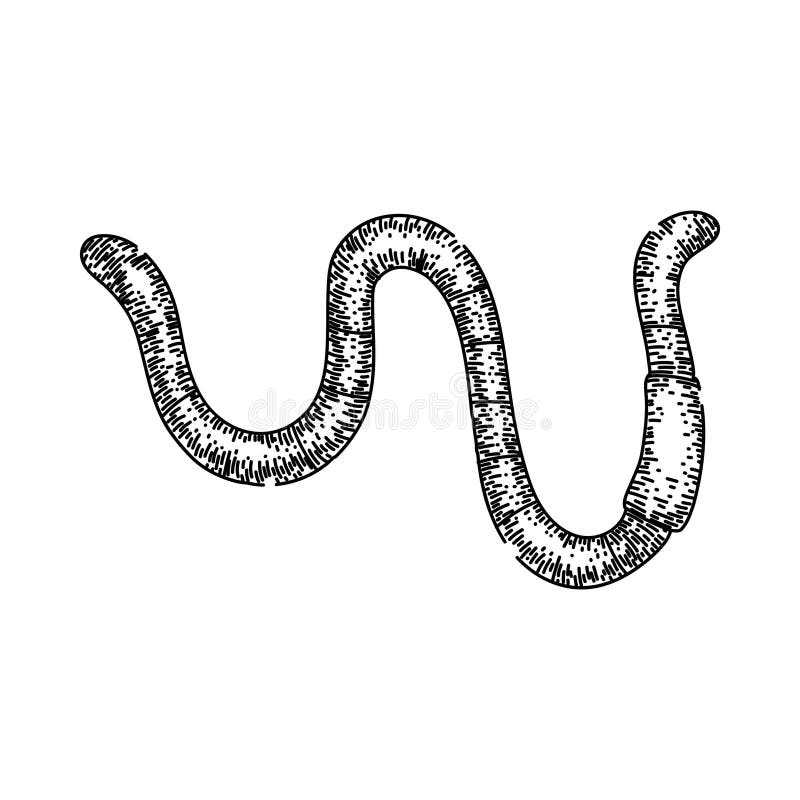 worm drawing