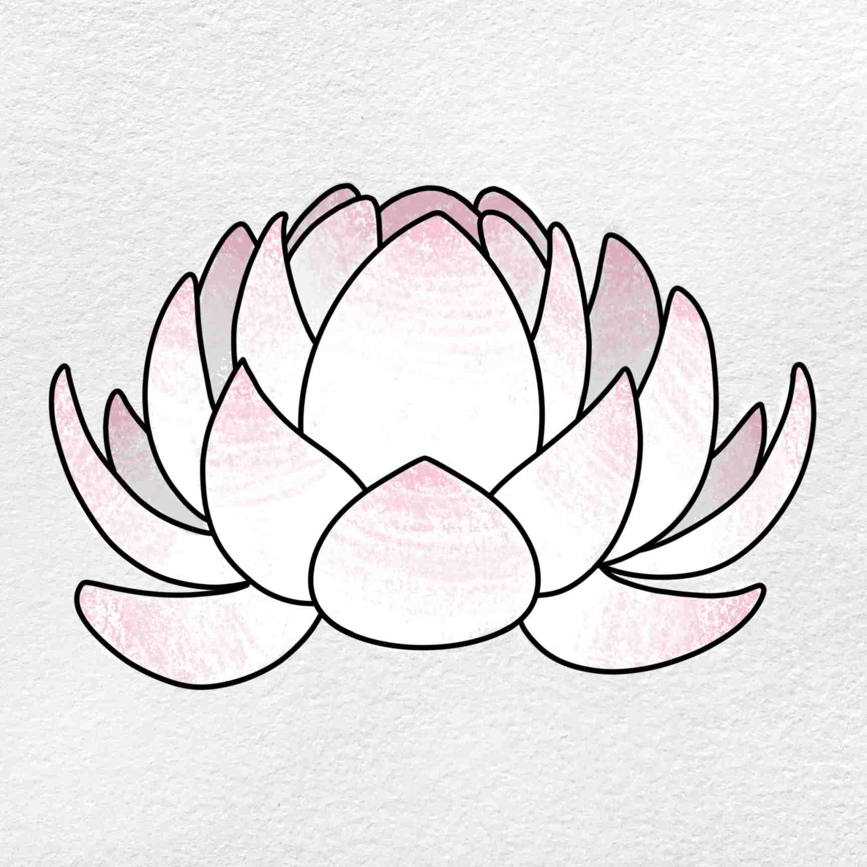 lotus drawing