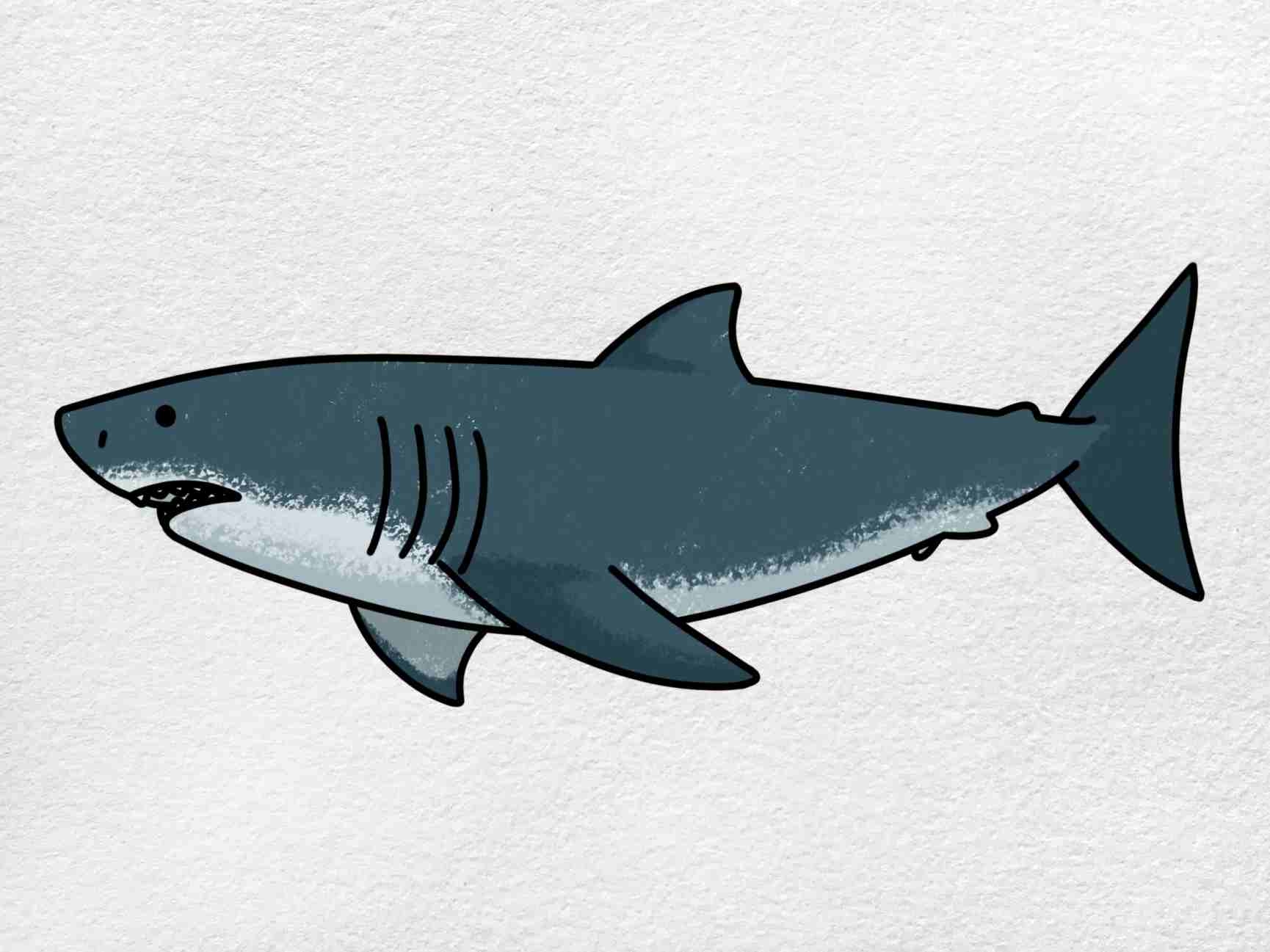 how do i draw a shark
