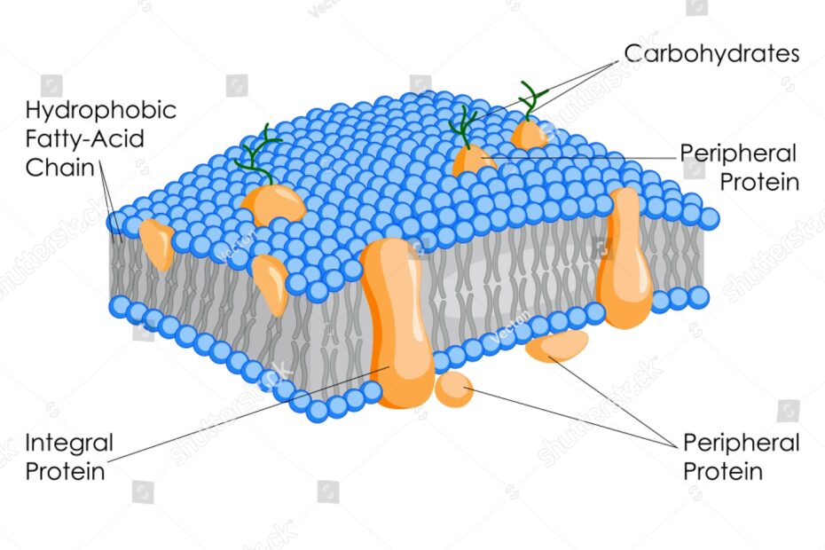 Education Chart Biology Plasma Membrane Diagram Stock Vector Royalty Free 1057812974 Shutterstock