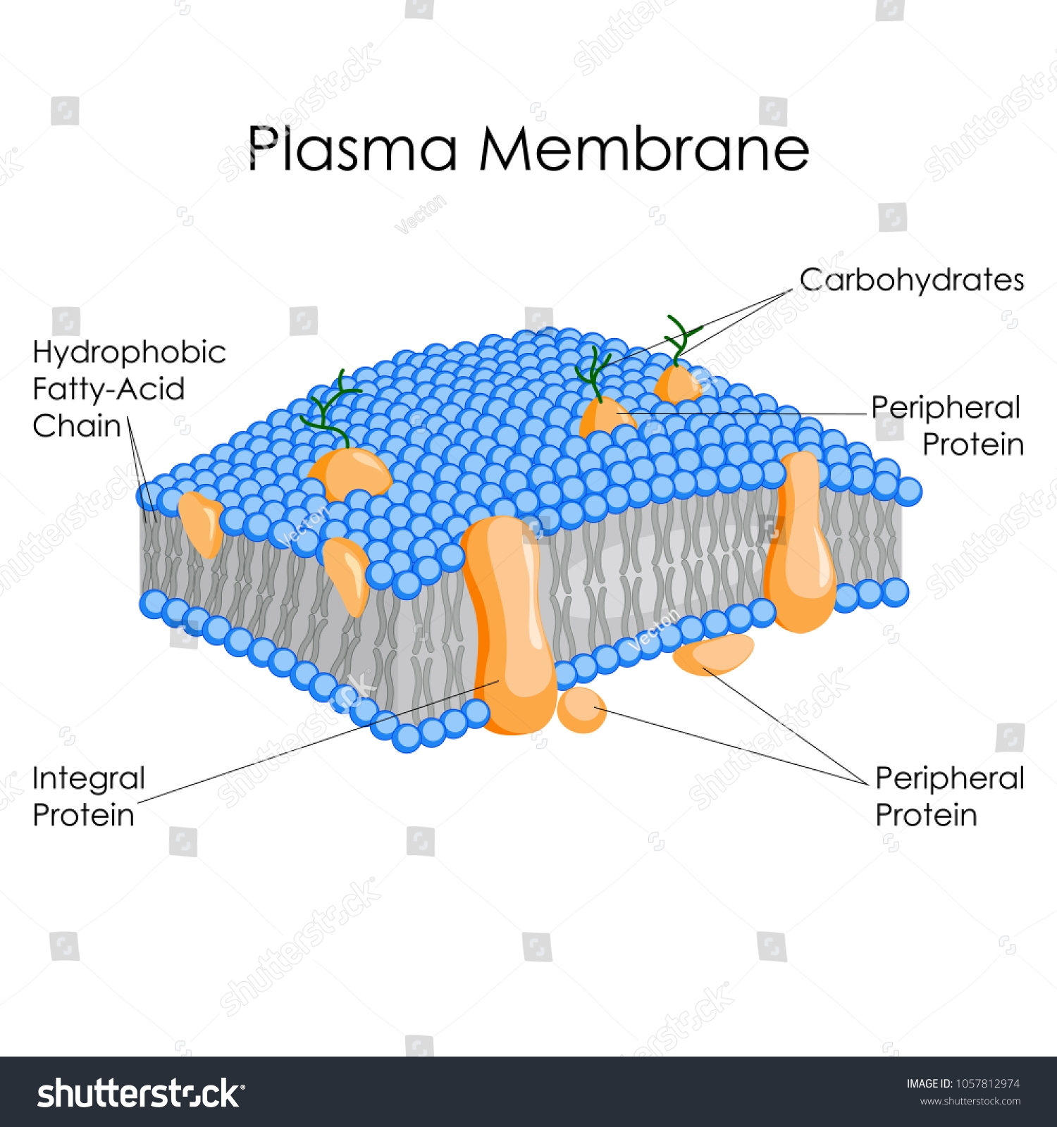 Education Chart Biology Plasma Membrane Diagram Stock Vector Royalty Free 1057812974 Shutterstock