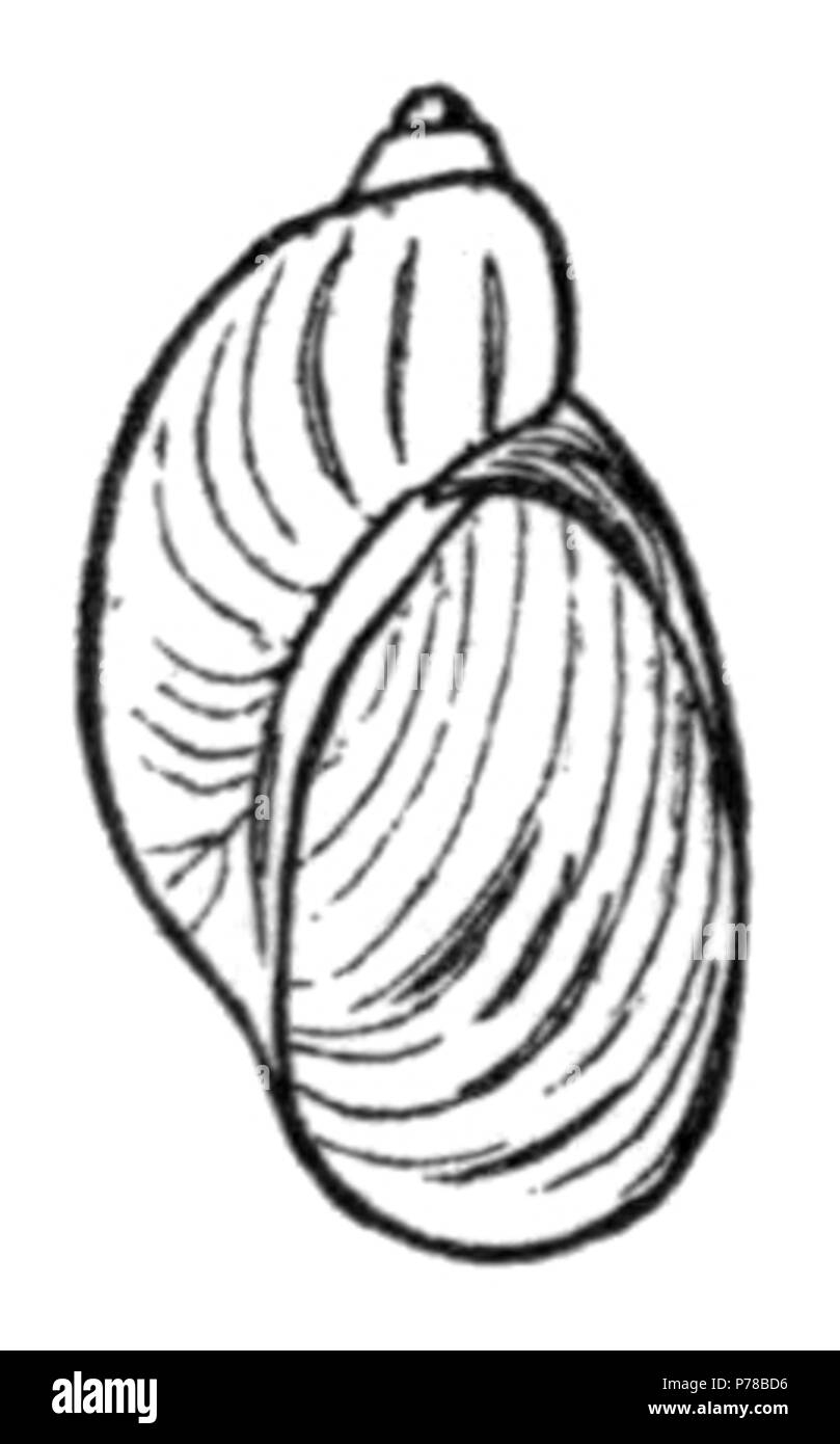 English Drawing Of The Shell Of Novisuccinea Ovalis Synonym 