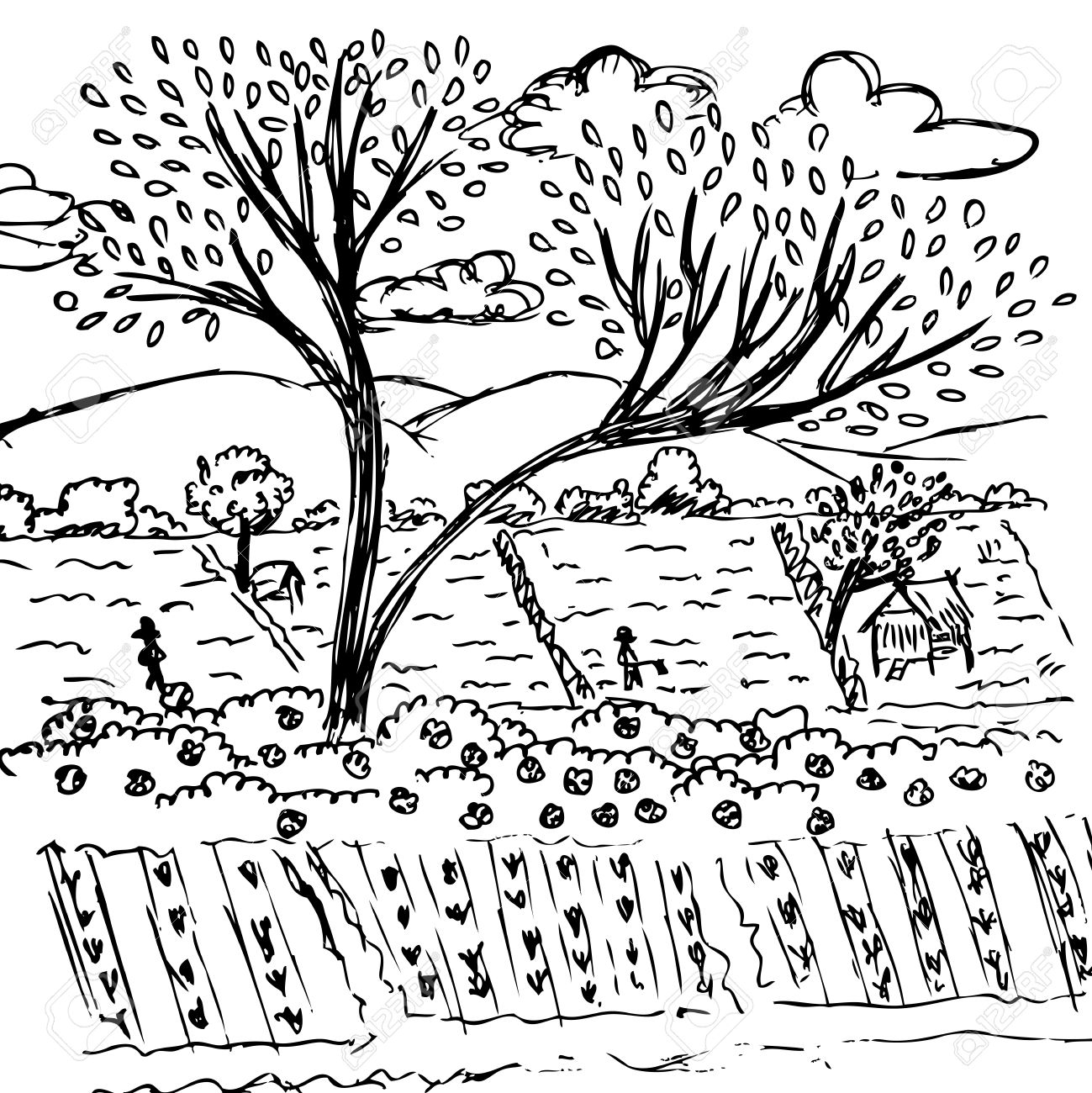 drawing of farmland