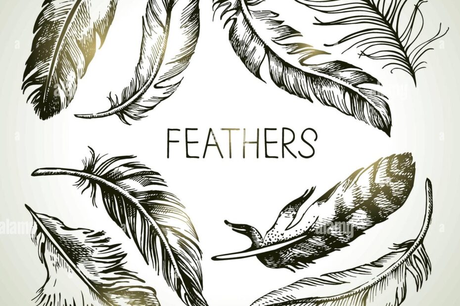 Feather Sketch Hi res Stock Photography And Images Alamy