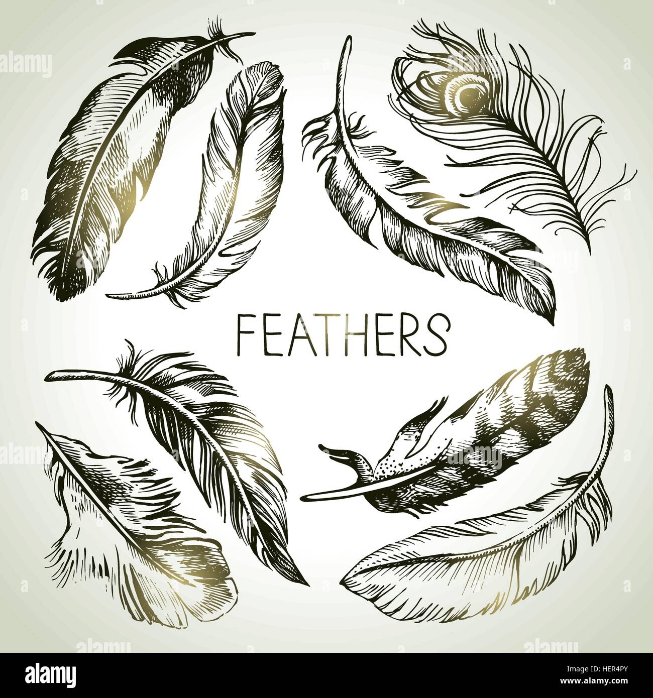 Feather Sketch Hi res Stock Photography And Images Alamy
