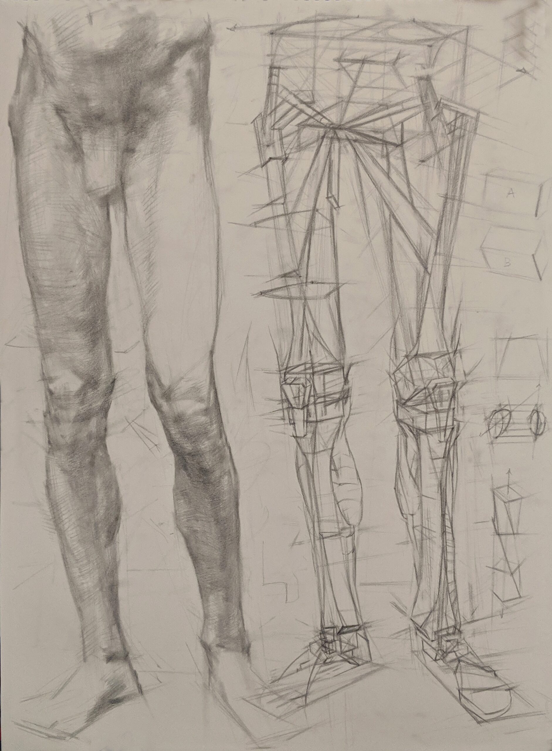 anatomy drawing