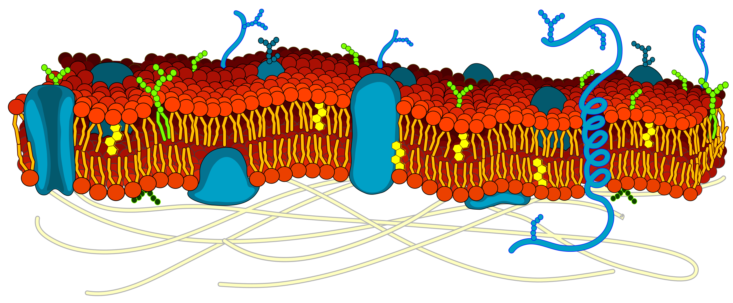 File Cell Membrane Detailed Diagram Blank svg Wikimedia Commons