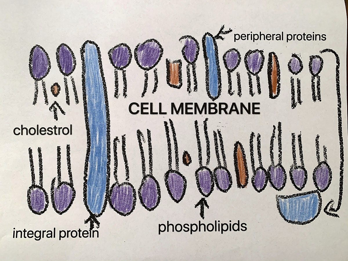 File Drawing Of Cell Membrane jpg Wikimedia Commons