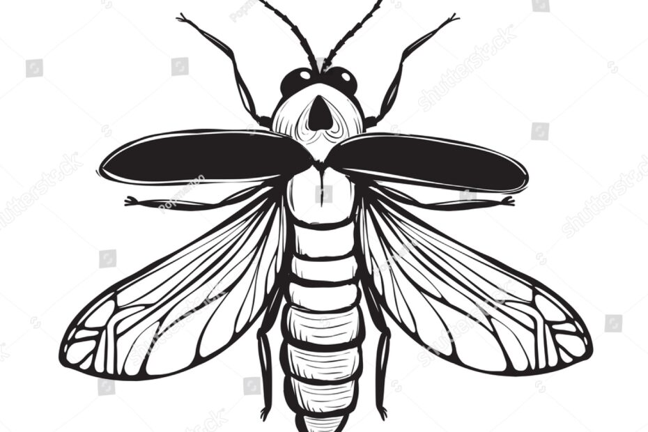 Firefly Insect Black Inky Drawing Bug Stock Vector Royalty Free 195295673 Shutterstock