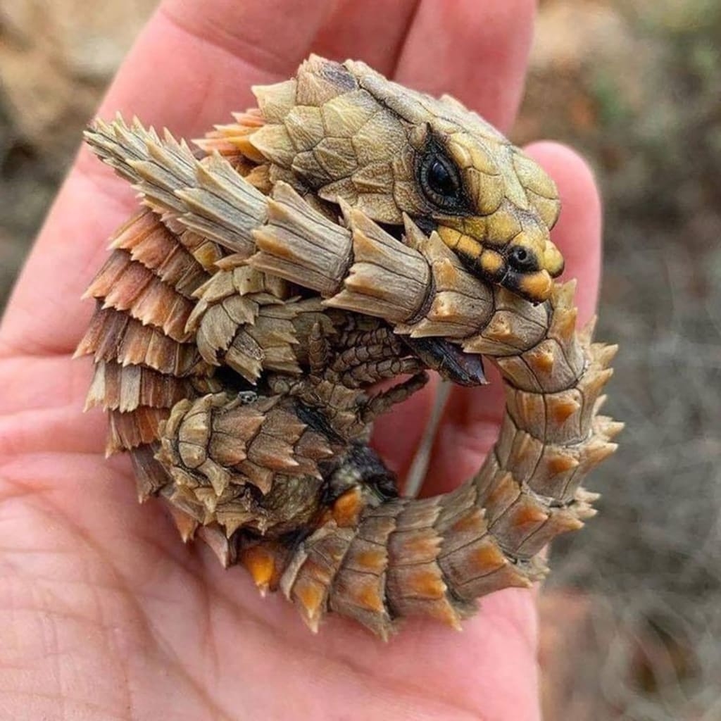 Five Mind Blowing Facts About The Armadillo Girdled Lizard Education