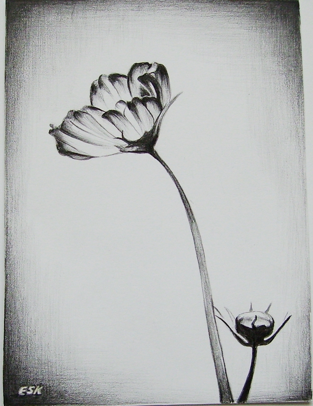 pencil drawings of flowers