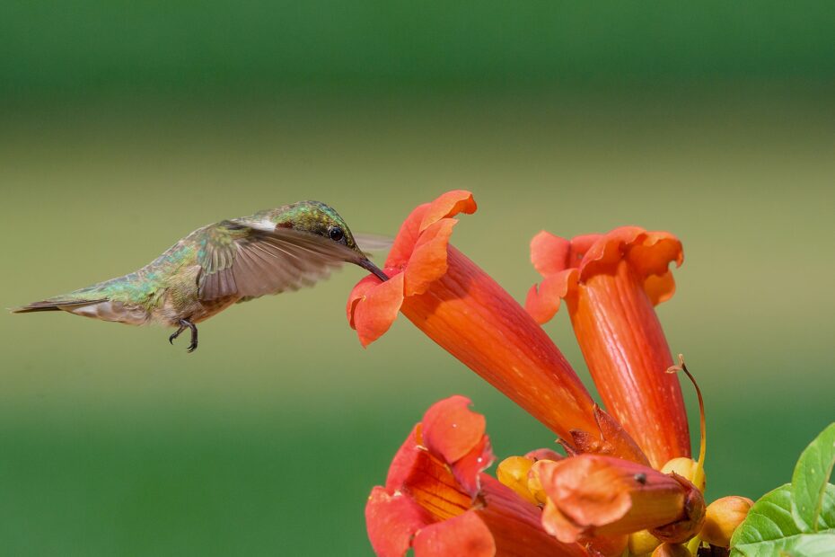 Flowers That Attract Hummingbirds 10 To Plant In Your Yard Homes And Gardens