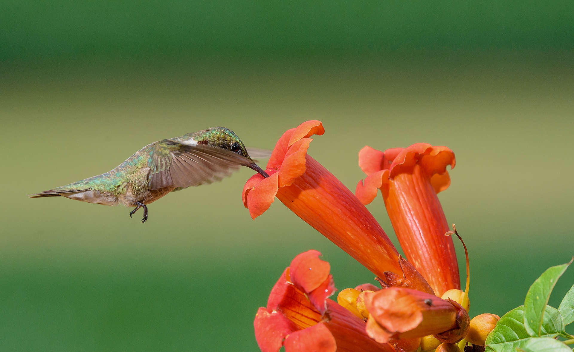 Flowers That Attract Hummingbirds 10 To Plant In Your Yard Homes And Gardens