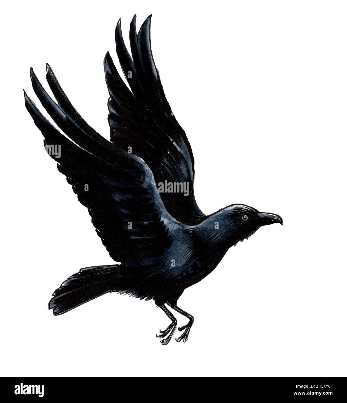 Flying Crow Bird Ink And Watercolour Drawing Stock Photo Alamy