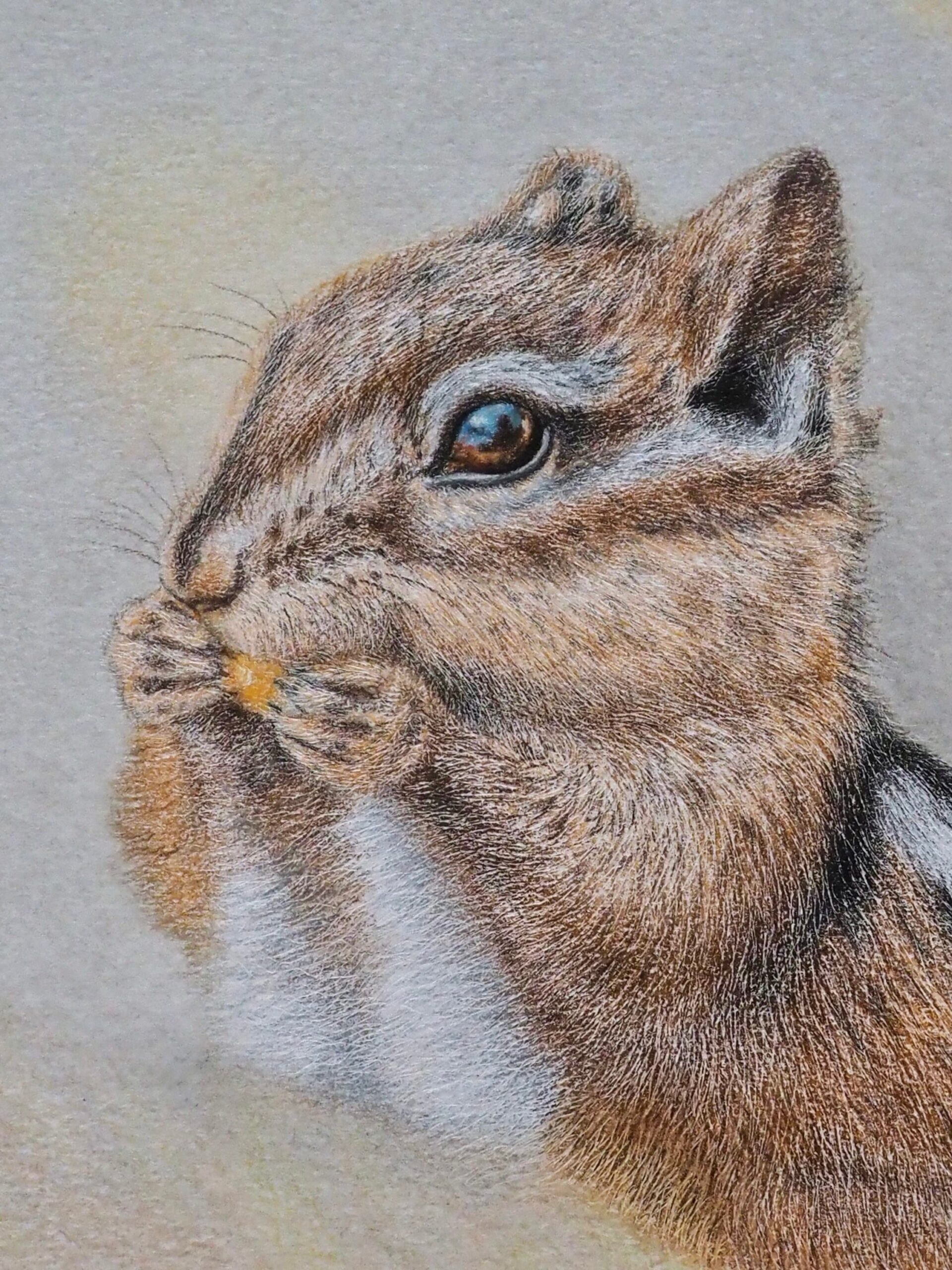 chipmunk drawing