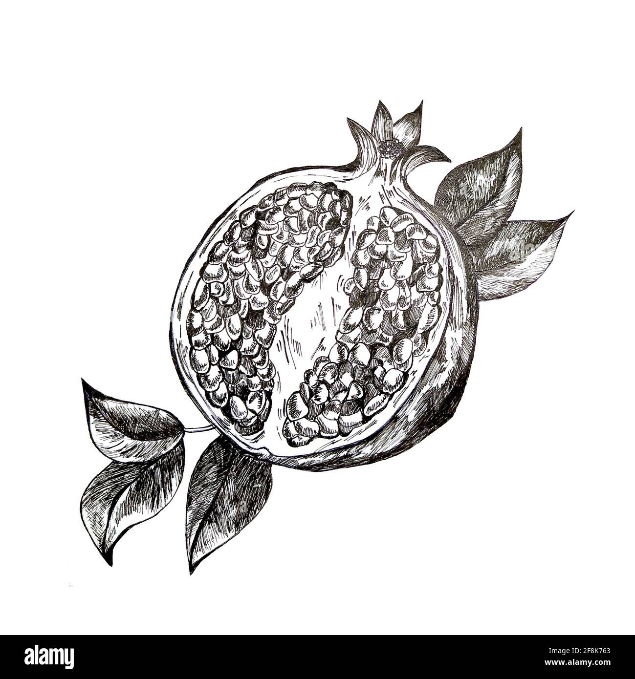 Fruit Pomegranate Hand Drawn Illustration Realistic Sketch Healthy Food Fruits Stock Photo Alamy