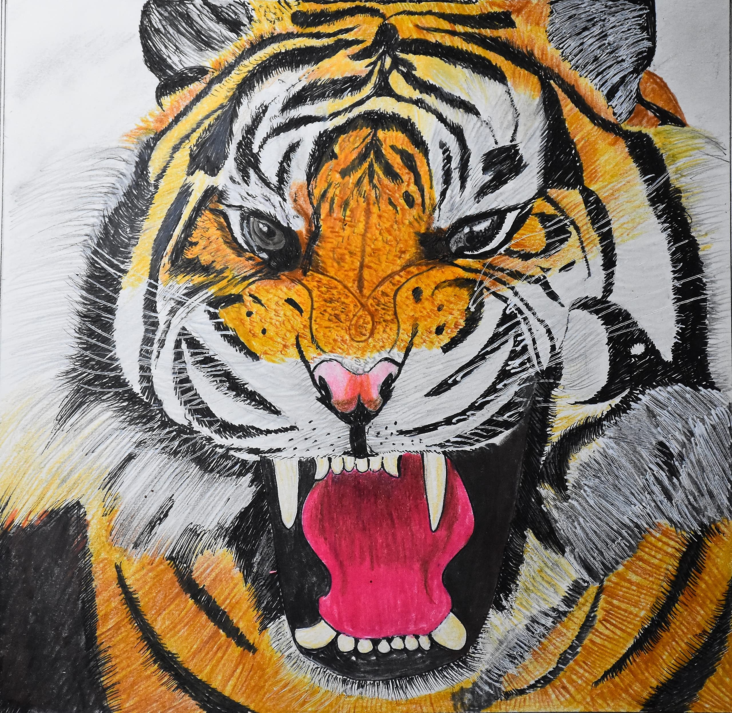 Generic Tiger Colour Drawing 145cm 95 Cm Wall Art Living Room Amazon in Home U0026 Kitchen