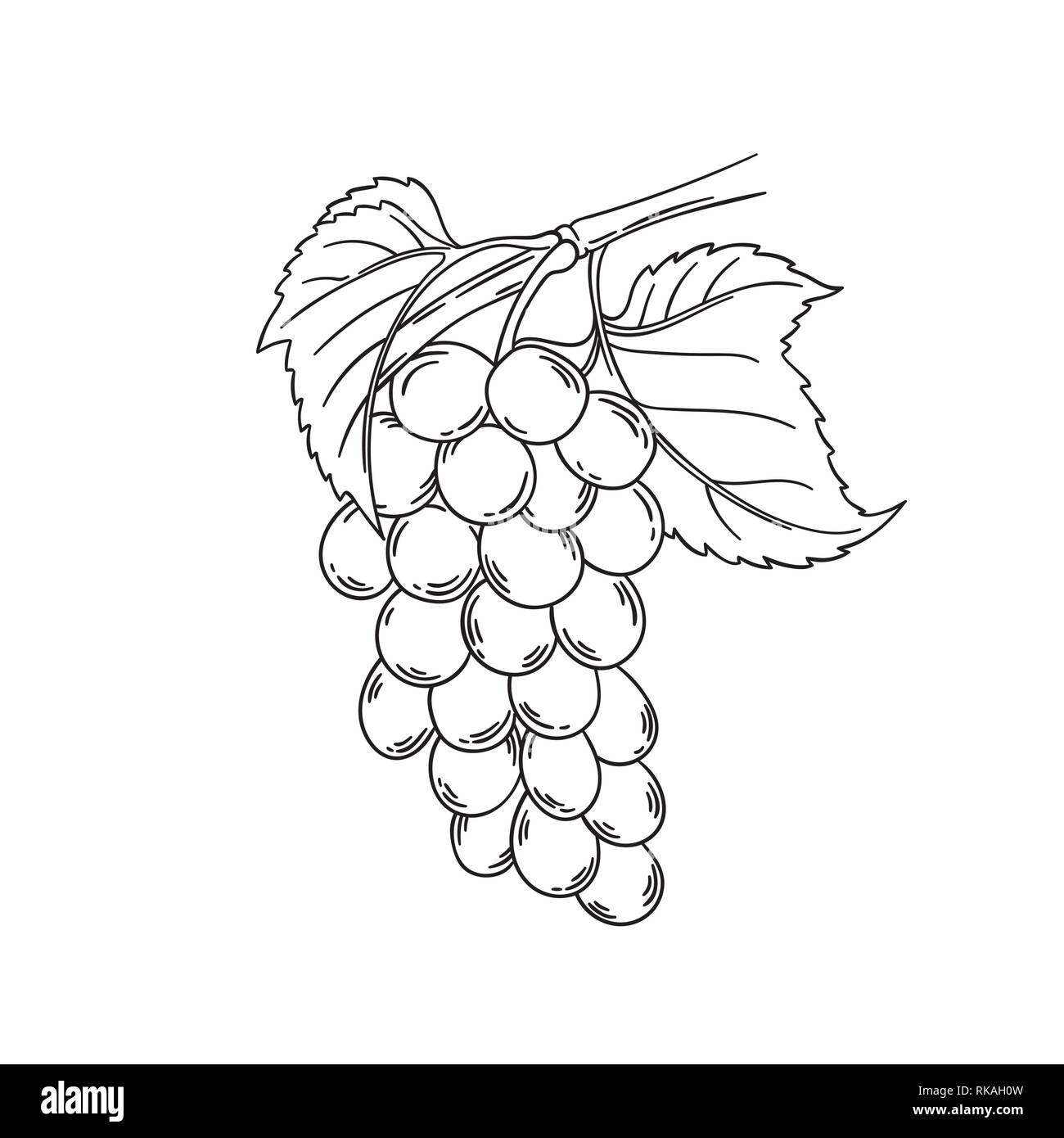 drawing of a grape