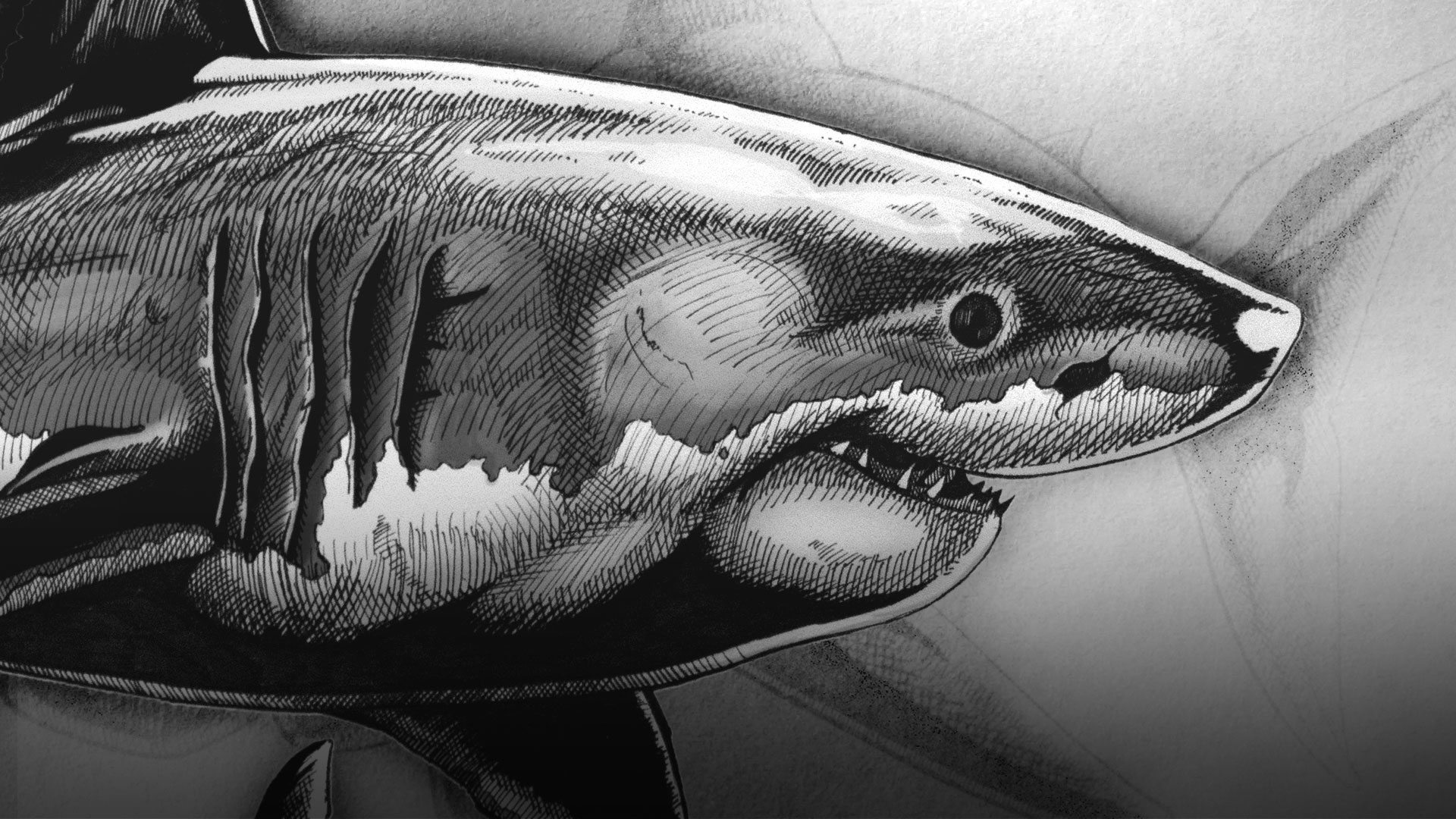 Hand Drawing A Great White Shark Tutorial David Ed Edwards 
