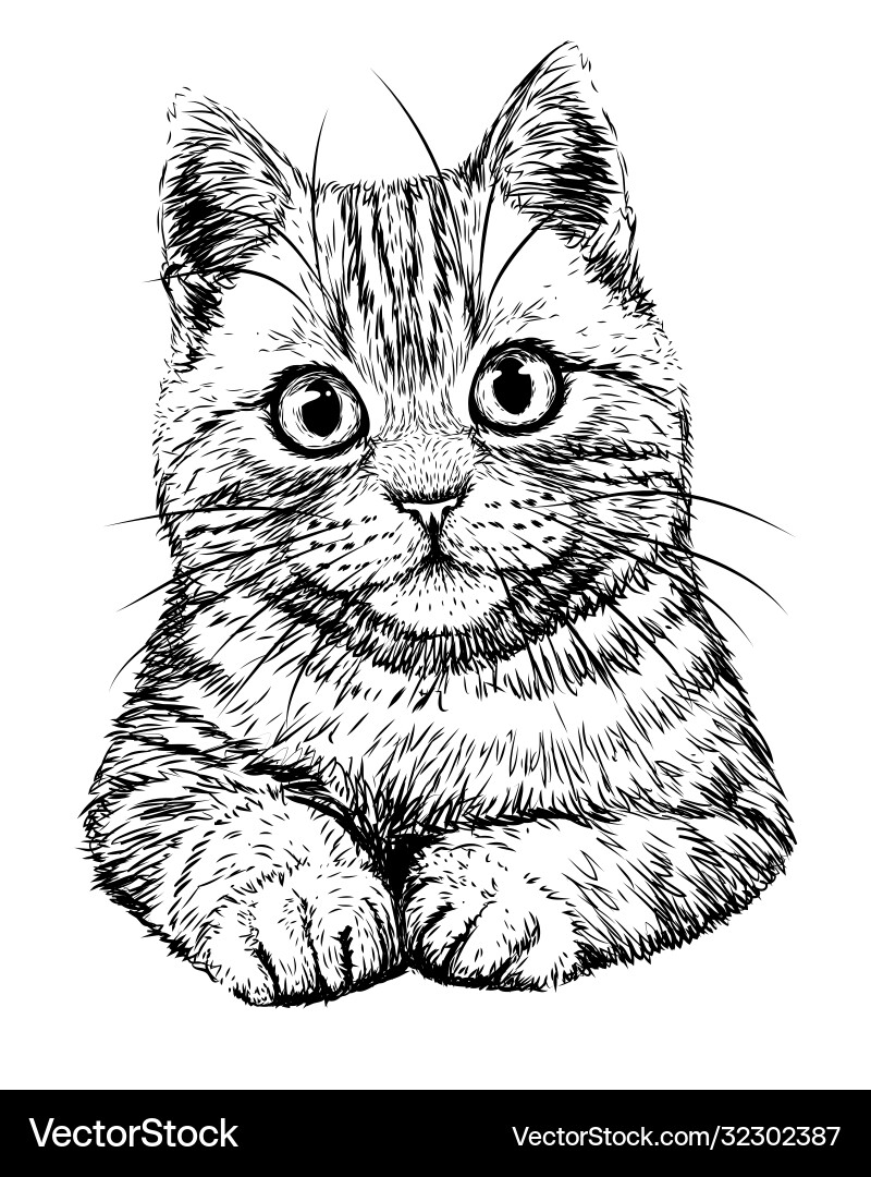 Hand Drawn Black U0026 White Cat Sketch Royalty Free Vector