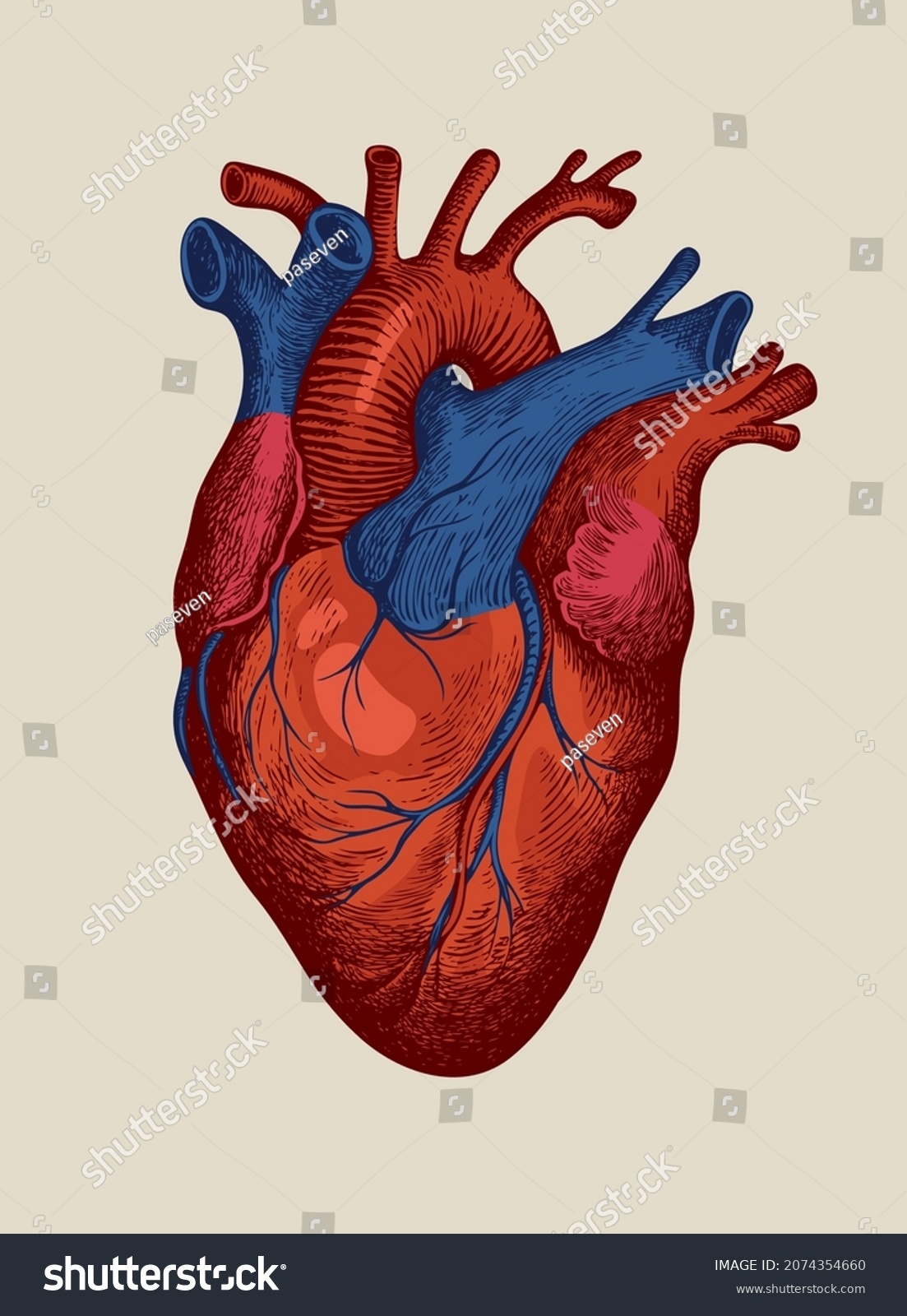 Hand drawn Human Heart Red Blue Detailed Stock Vector Royalty Free 2074354660 Shutterstock
