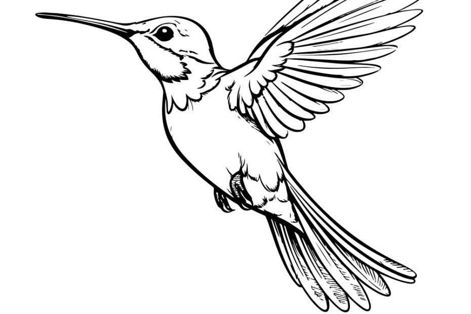 Hand Drawn Hummingbird Sketch Royalty Free Vector Image