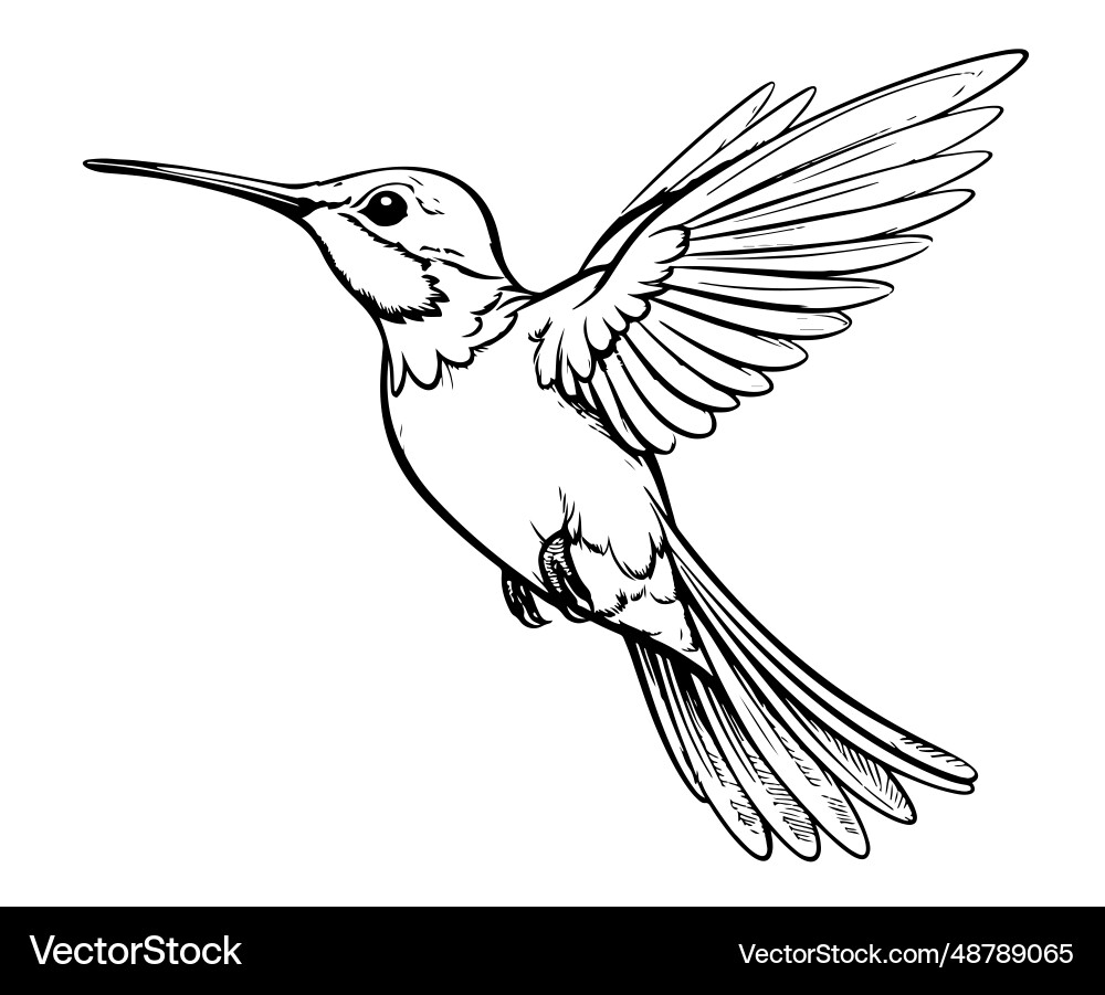 Hand Drawn Hummingbird Sketch Royalty Free Vector Image