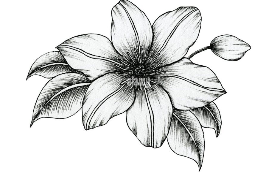 Hand Drawn Ink Clematis Flowers Isolated On White Black And White Line Art Floral Drawing Vintage Botanical Illustration Black Floral Sketch Stock Photo Alamy