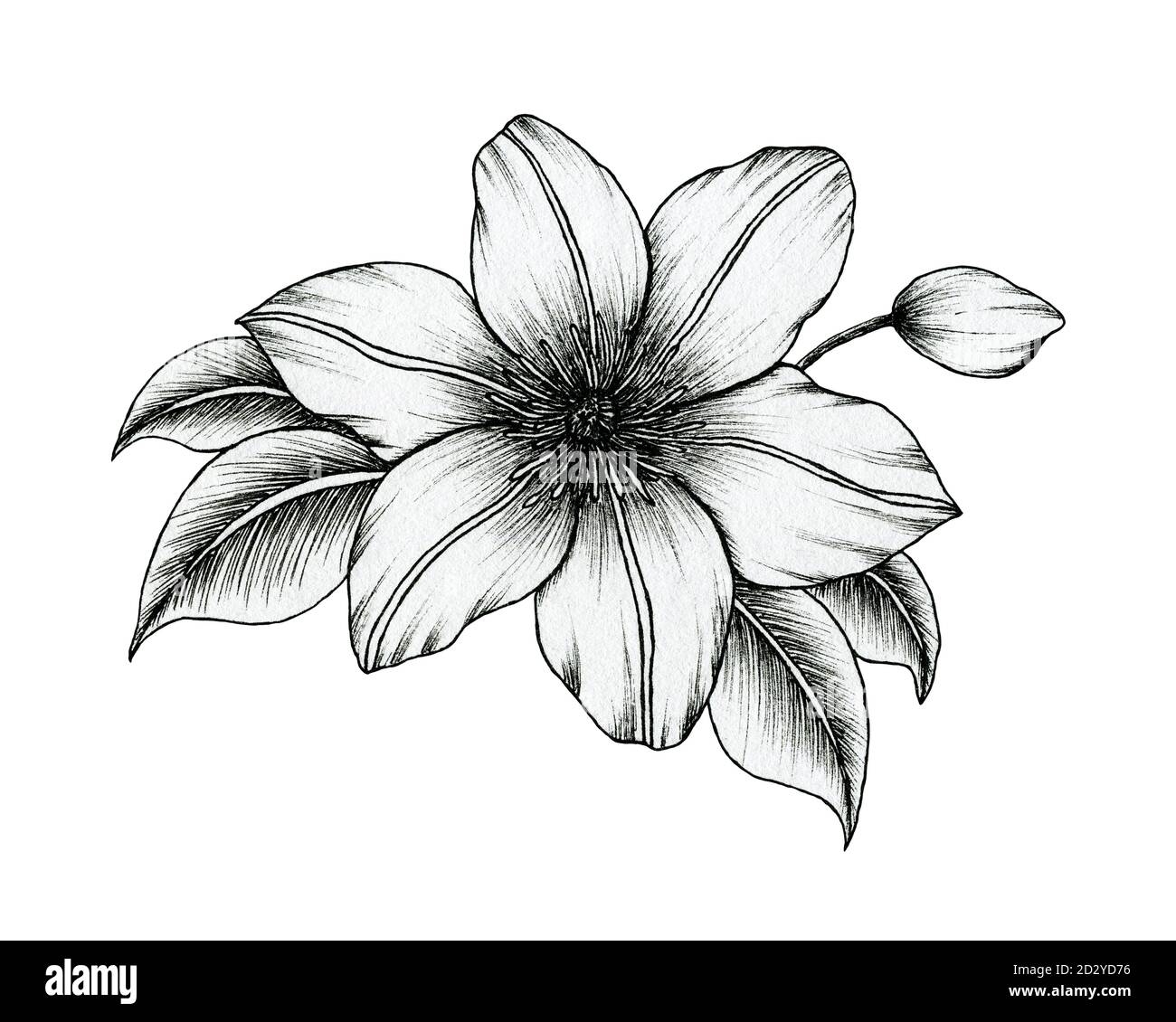 Hand Drawn Ink Clematis Flowers Isolated On White Black And White Line Art Floral Drawing Vintage Botanical Illustration Black Floral Sketch Stock Photo Alamy