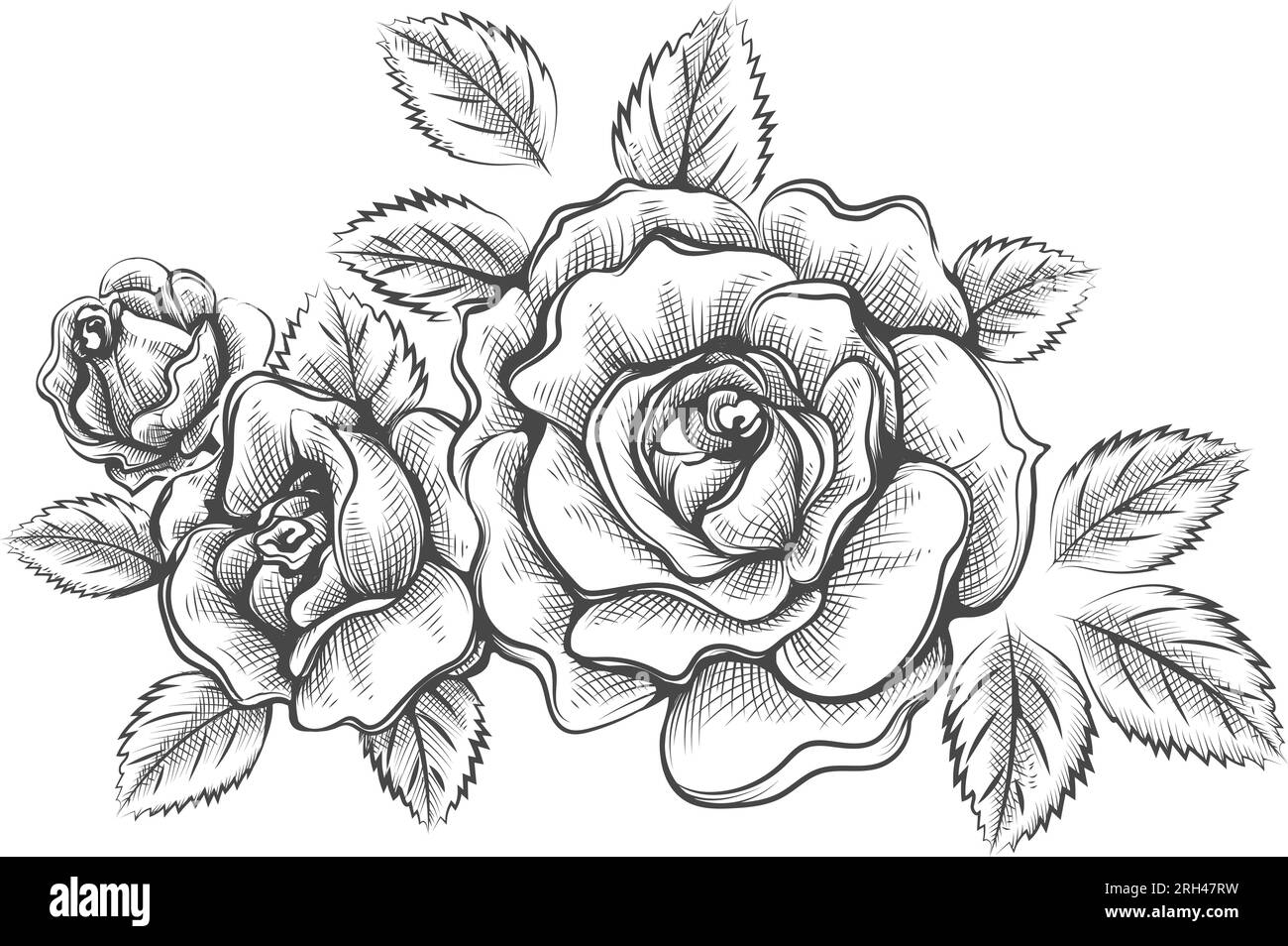 Hand Drawn Outline Roses Sketch Stock Vector Image U0026 Art Alamy