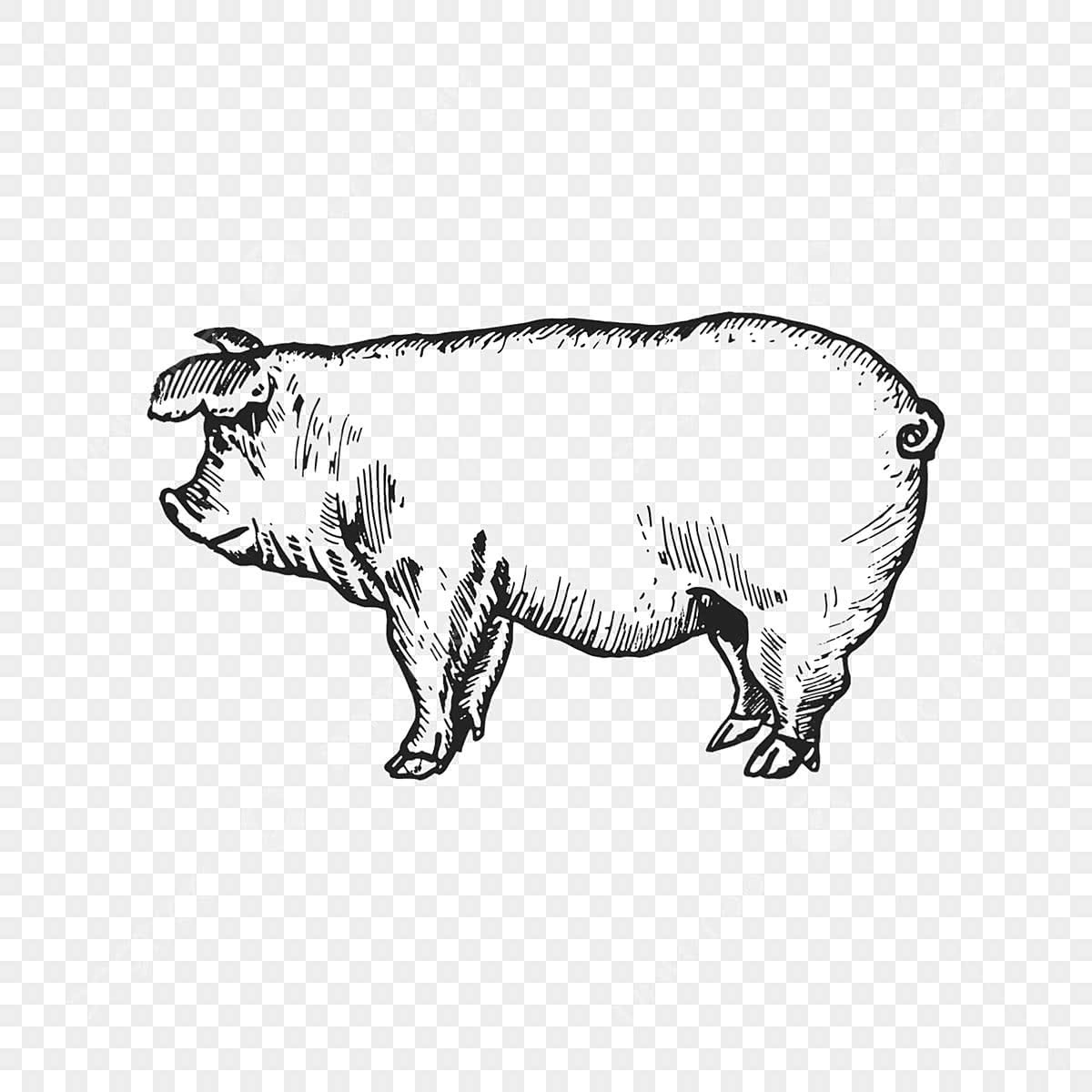 american white pig drawing