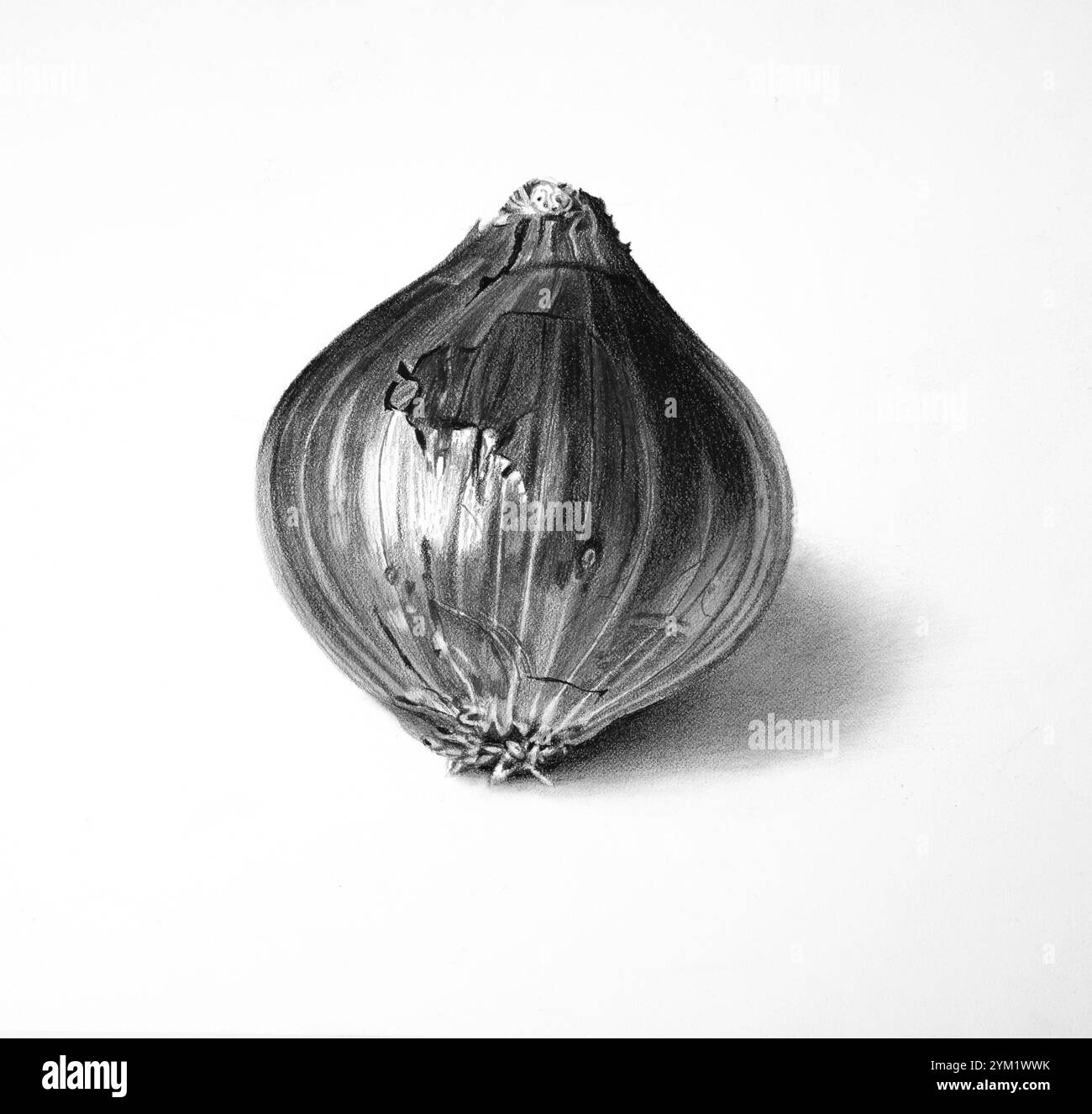 Hand Sketch Onion Hi res Stock Photography And Images Alamy