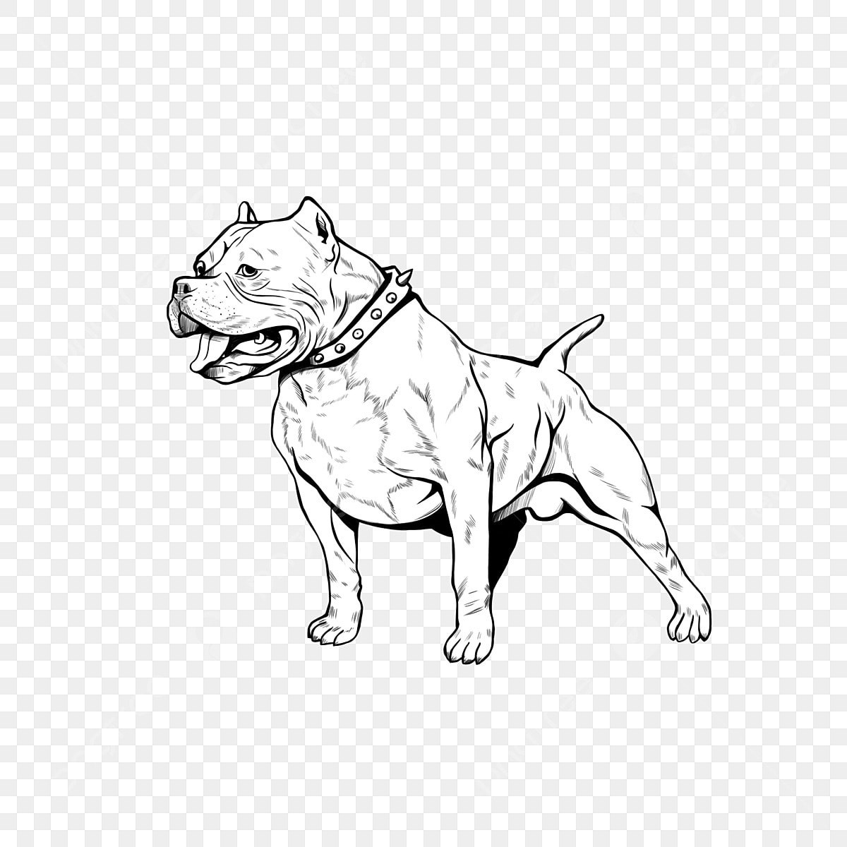 pitbull drawings
