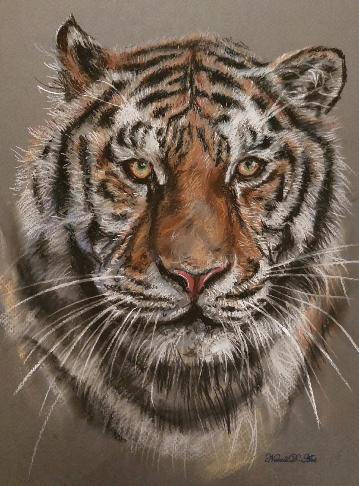 tiger drawings