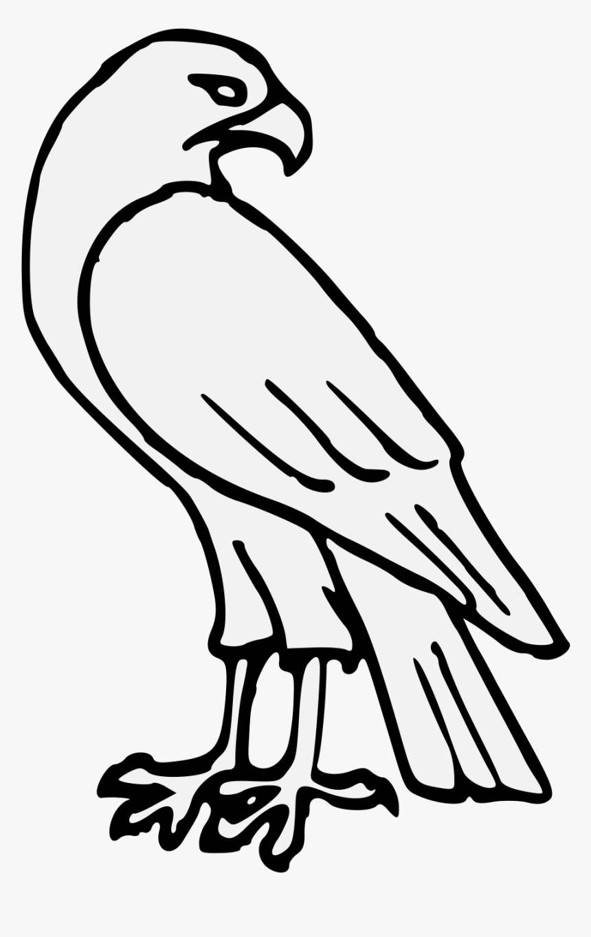 how to draw a hawk