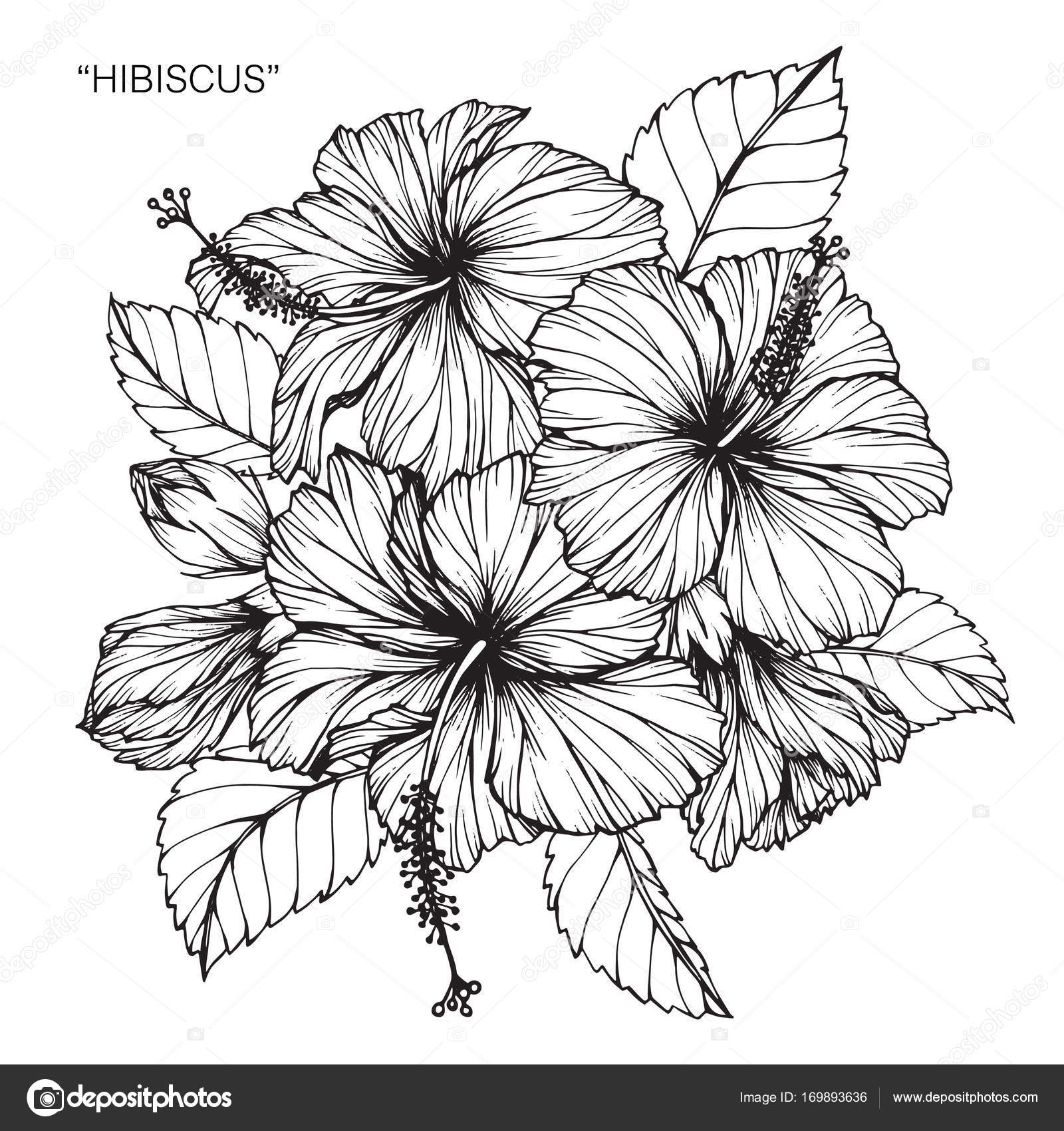 Hibiscus Flower Drawing Sketch Black White Line Art Stock Vector By suwi19 169893636